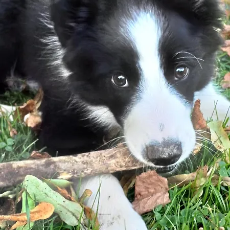 Untermuehlbauer Fam. Schreder Séjour à la ferme Saalfelden