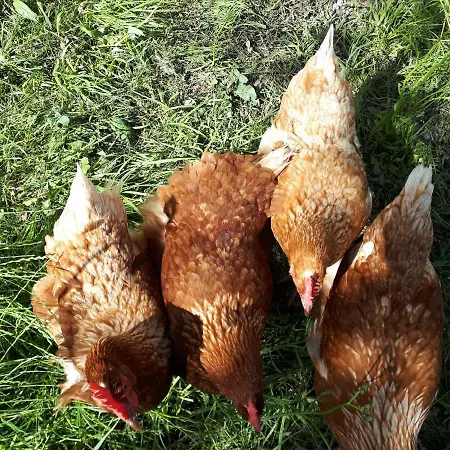 Untermuehlbauer Fam. Schreder Feriegård