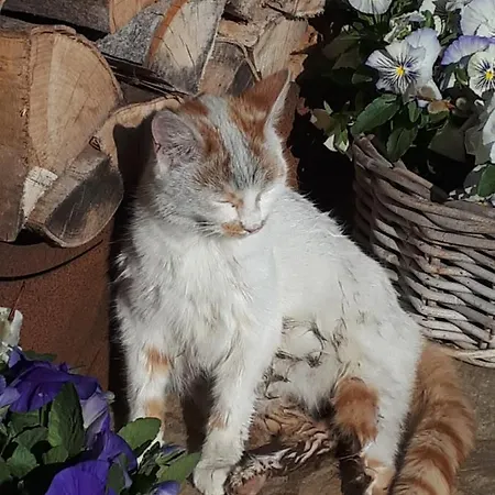 Untermuehlbauer Fam. Schreder Saalfelden