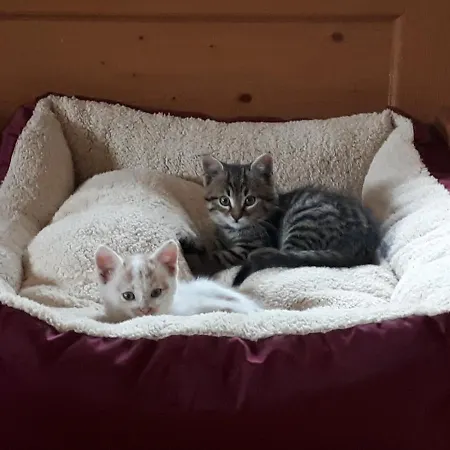 Séjour à la ferme Untermuehlbauer Fam. Schreder *