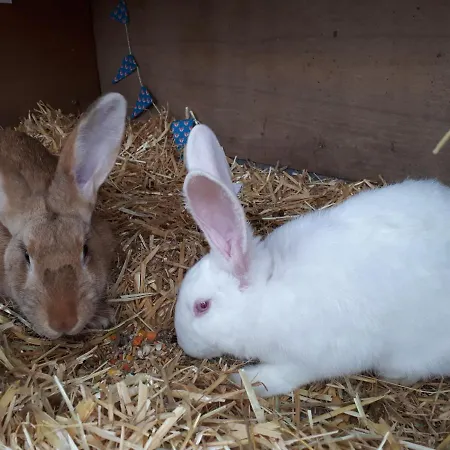 Untermuehlbauer Fam. Schreder Saalfelden am Steinernen Meer